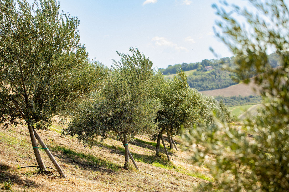 Inside the Olive Grove: A behind the scenes look at our extra virgin olive oil production