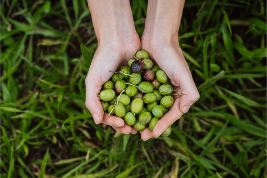 Extra Virgin Olive Oil: The Elixir for a Long and Healthy Life