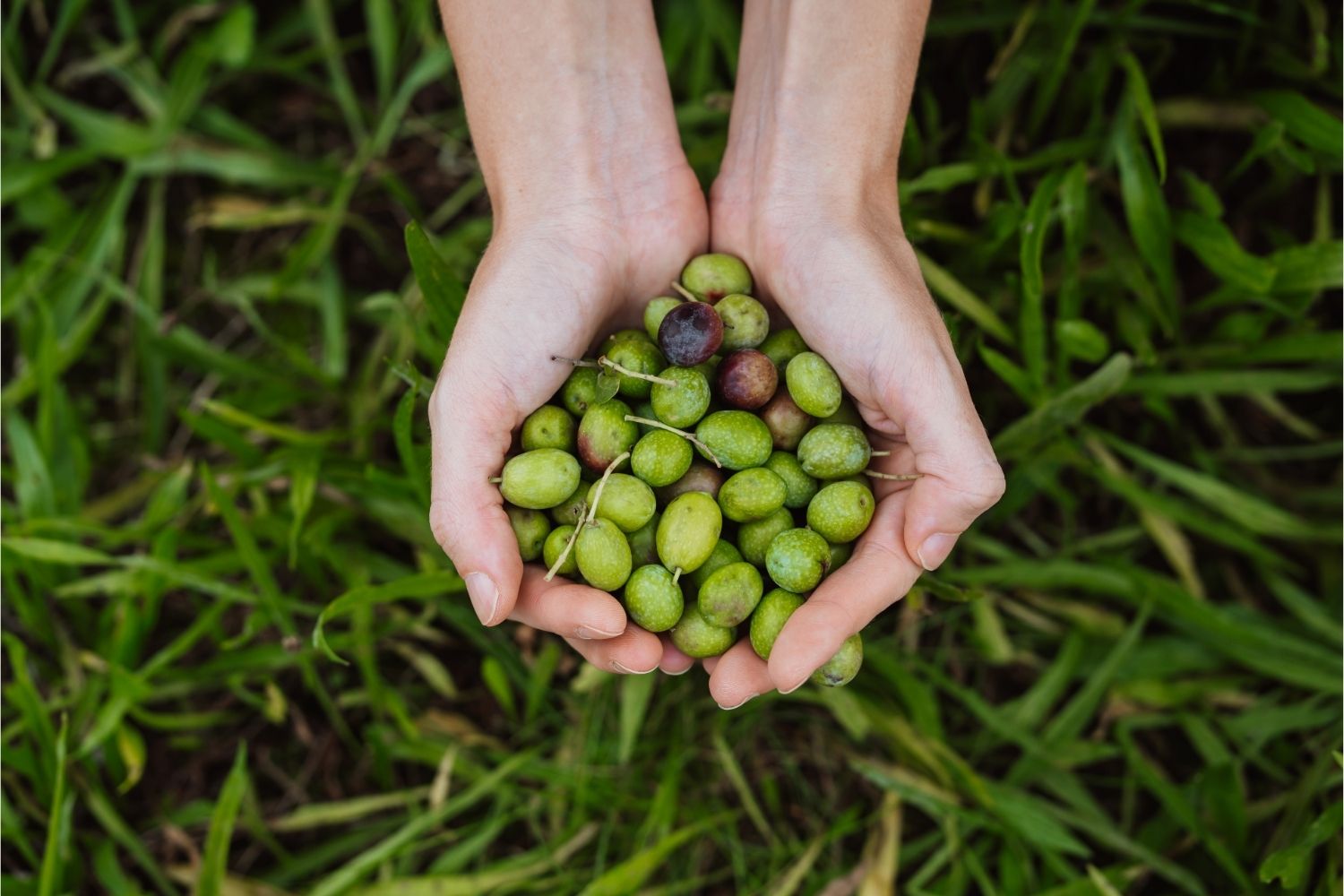Olive Oil