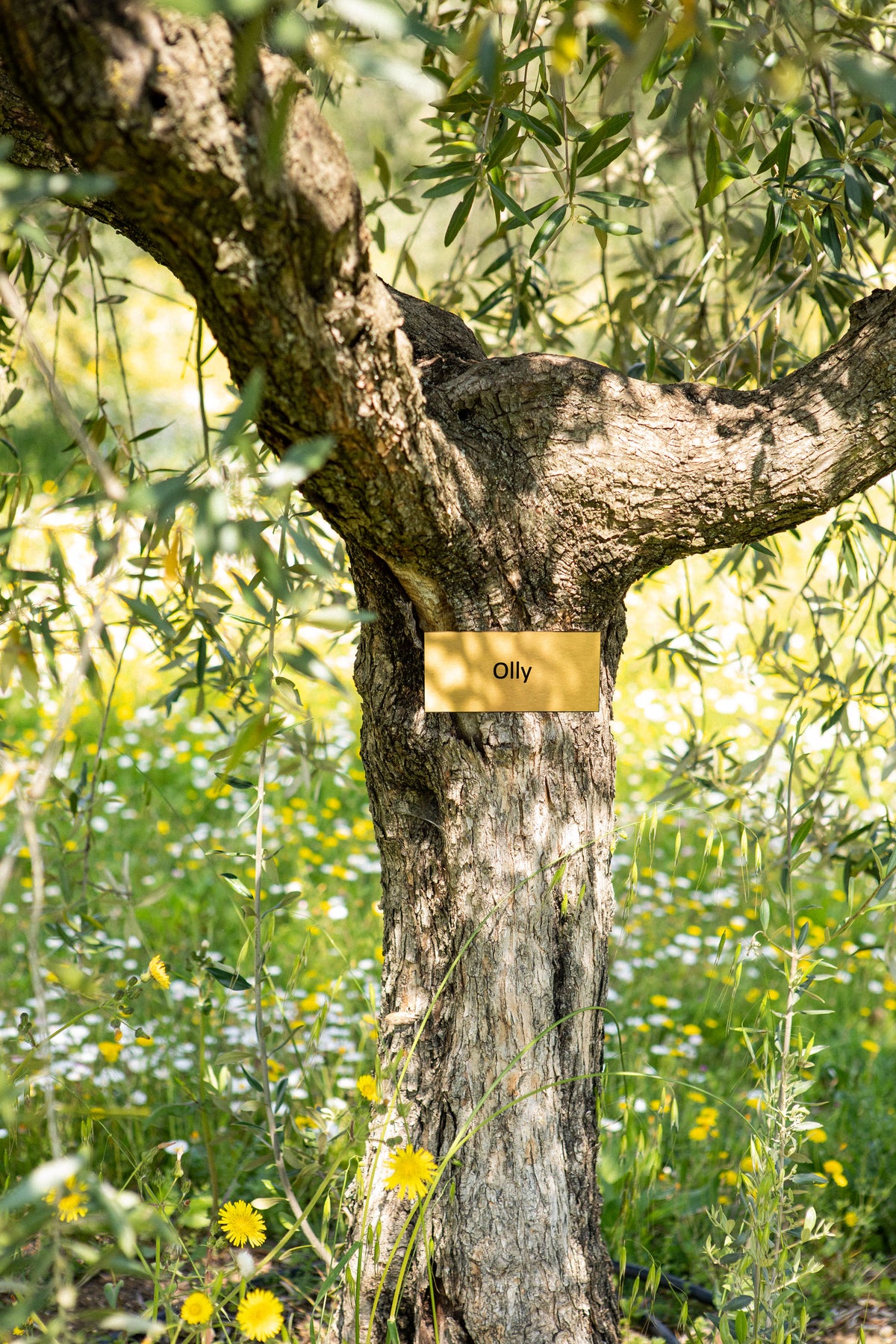 Adopt an Olive Tree Lafonte Extra Virgin Olive Oil